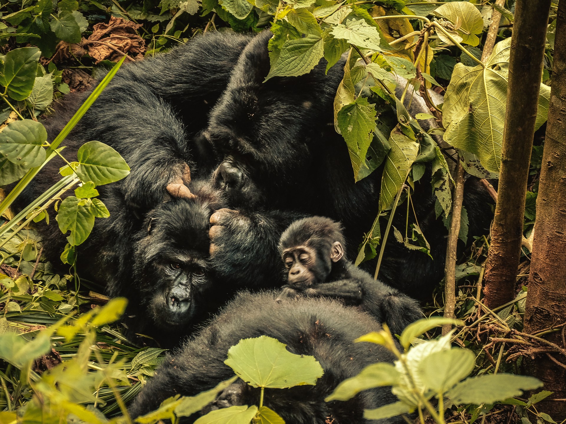 ‘Nature can recover’: Inside the race to rescue world’s crisis-hit wildlife