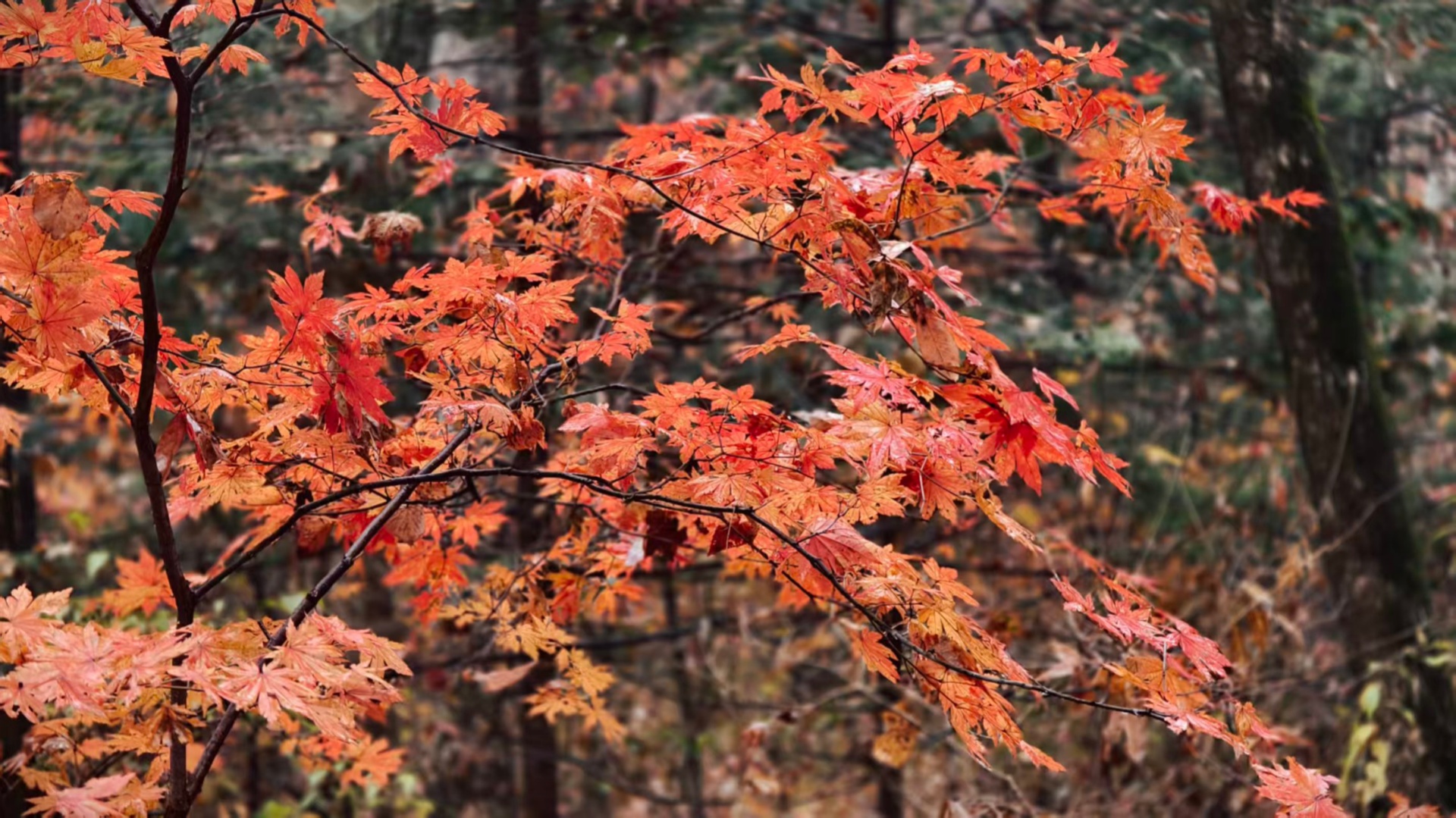 Explore the stunning landscapes of NE China's Jilin Province