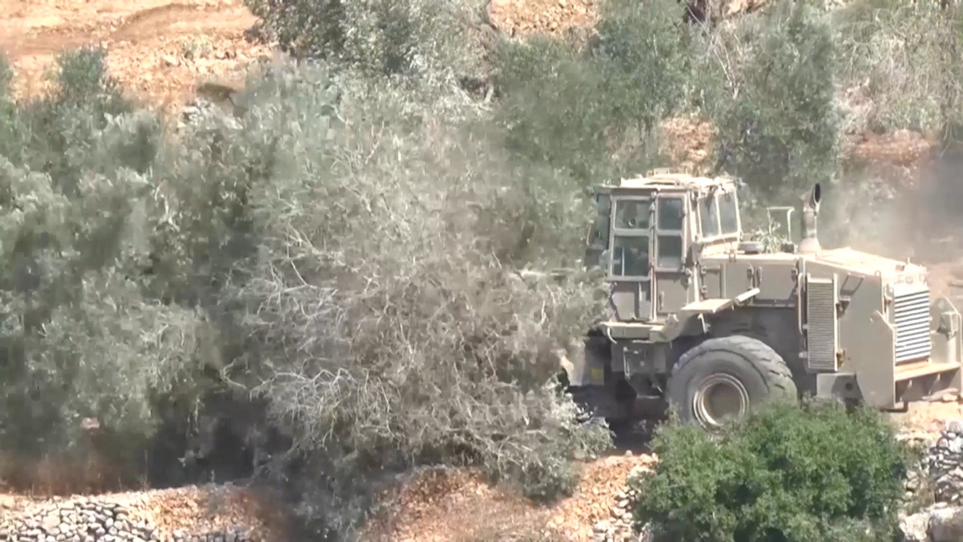 Israeli settlers systematically target the Palestinian olive harvest