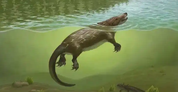 Jurassic fossil reveals early mammaliaform adaptations