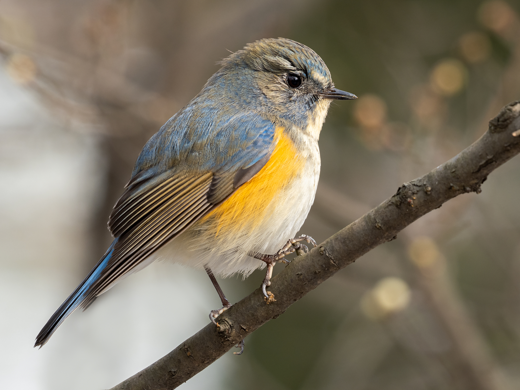 World Migratory Bird Day: Every bird counts on its autumn journey