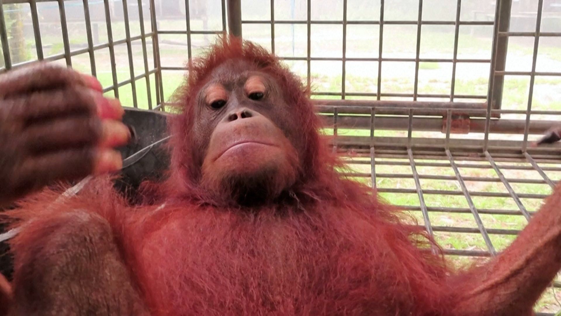 Injured Orangutan rescued from Indonesia wildfires