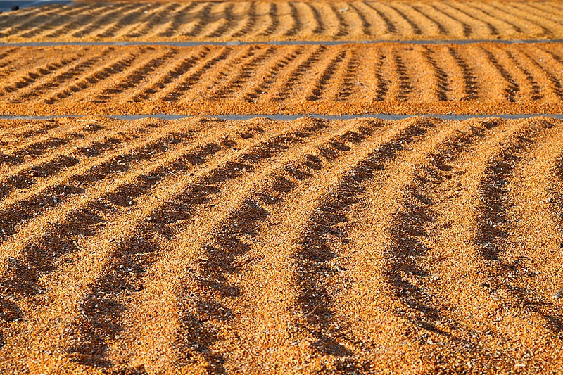 Henan mobilizes machinery and technology for autumn grain harvest