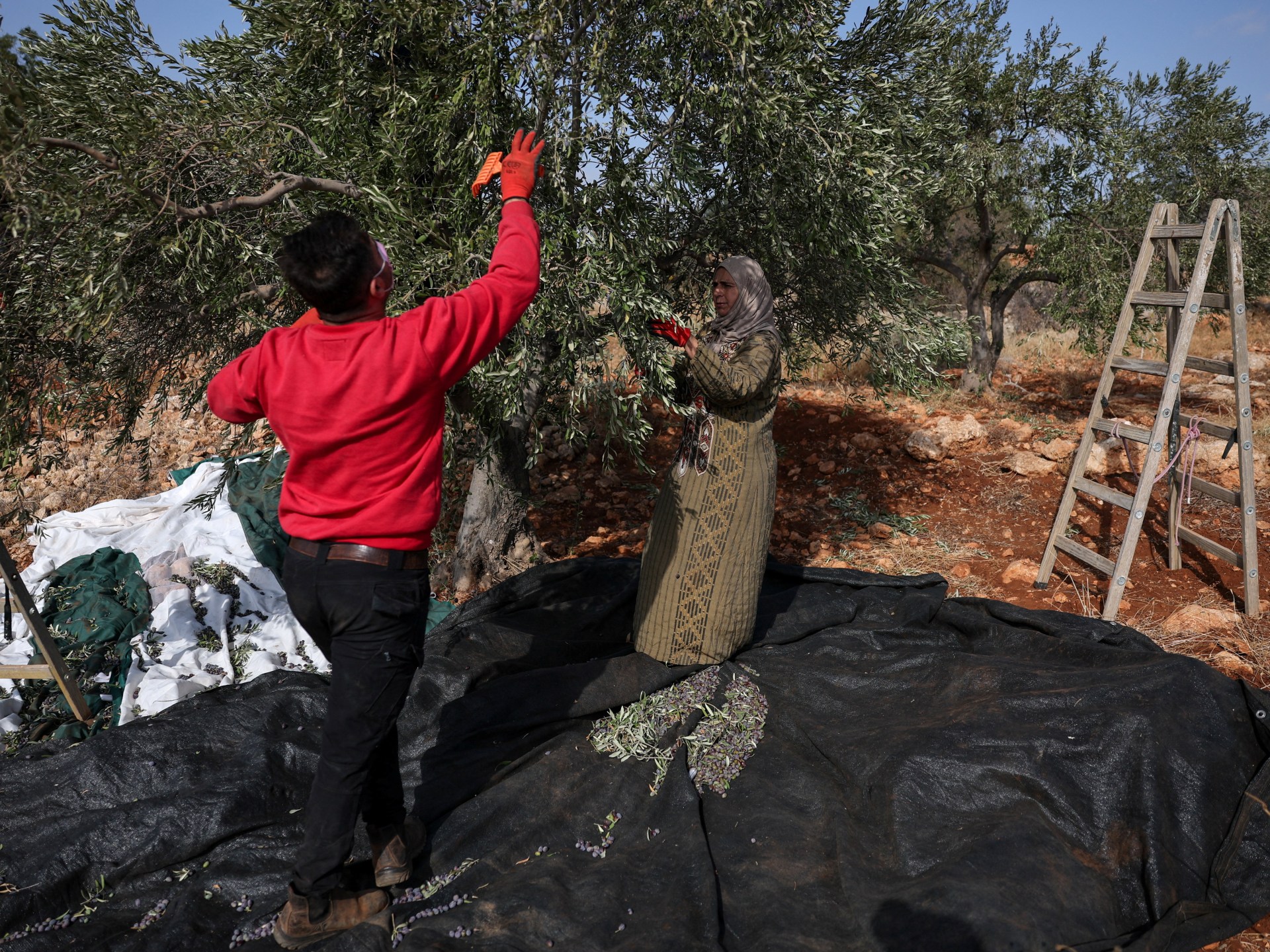 Israeli settler attacks target Palestinian olive harvest in West Bank