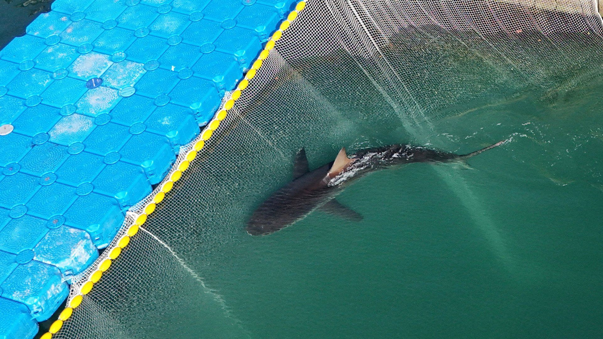 Shark returns to South Korea canal after failed rescue attempt